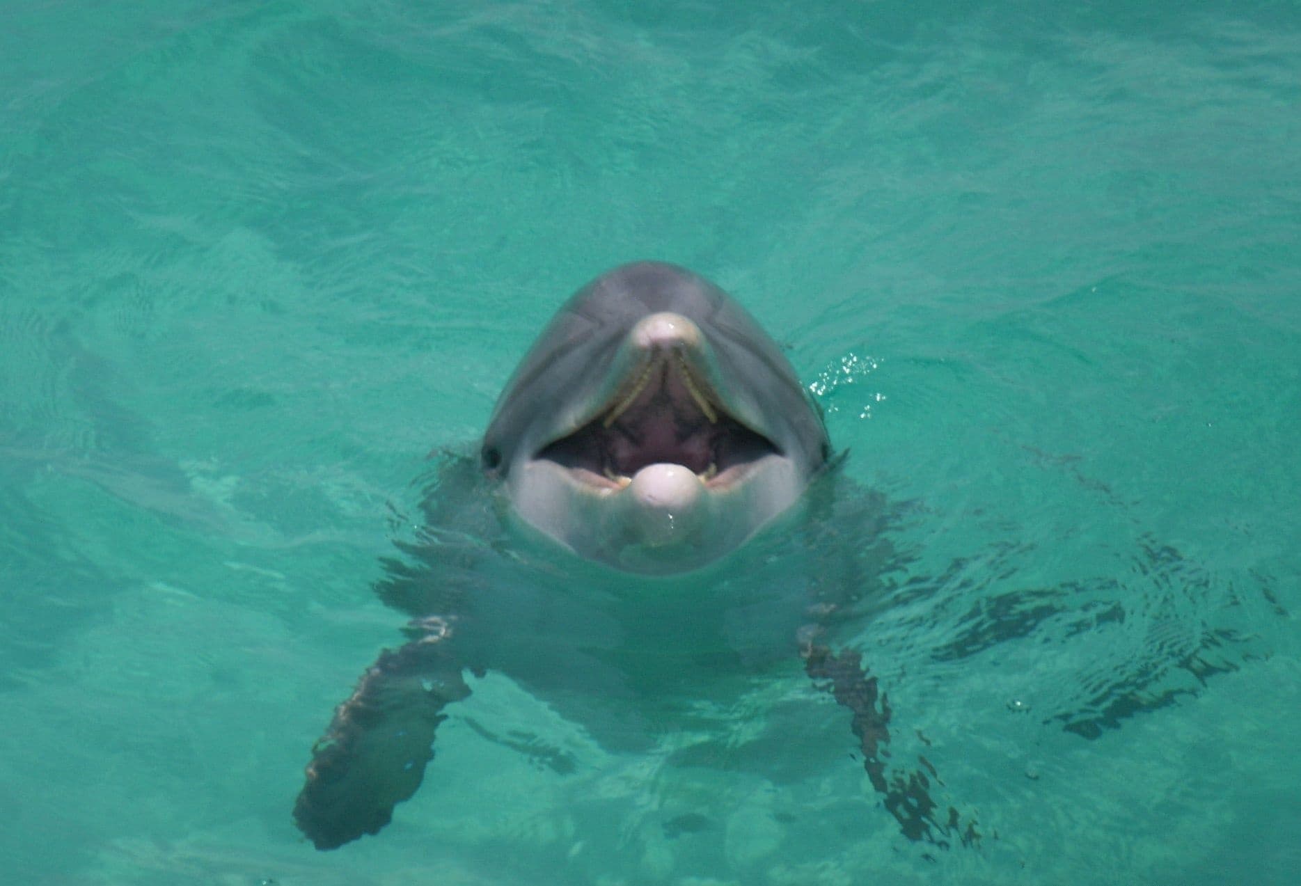 Panama City Beach Dolphin Cruise & Shell Island Tour on the \"Islander\": Half-Day Wildlife and Shelling Excursion photo 2
