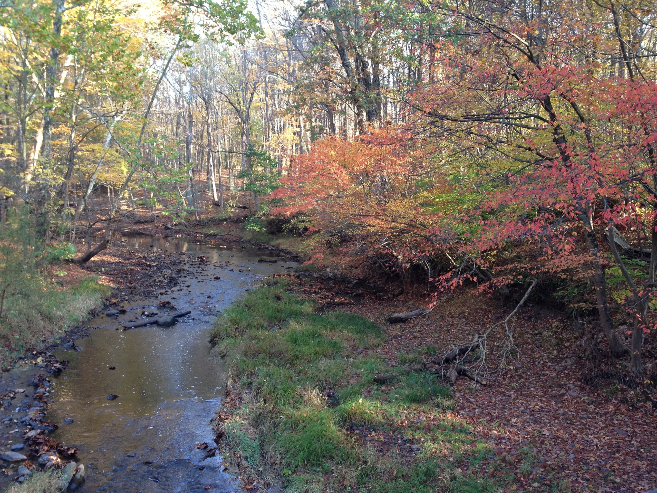 Explore Bowman's Hill Preserve & Tower in New Hope, PA