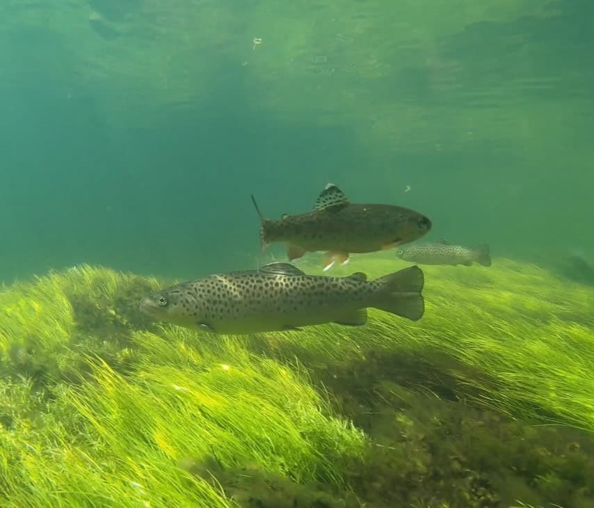 Brown trout swimming over river grass in clear green water