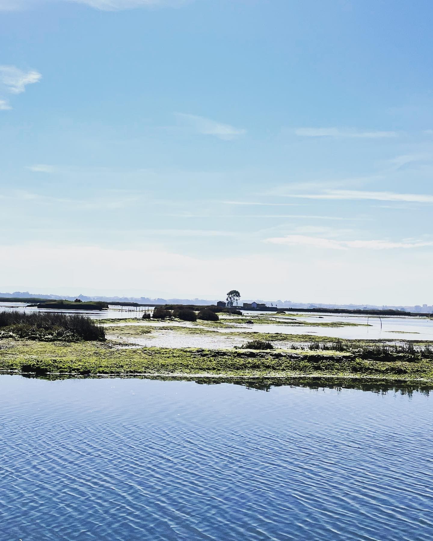 Ria de Aveiro Boat Tours with Sterna’s Experiência das Duas Águas