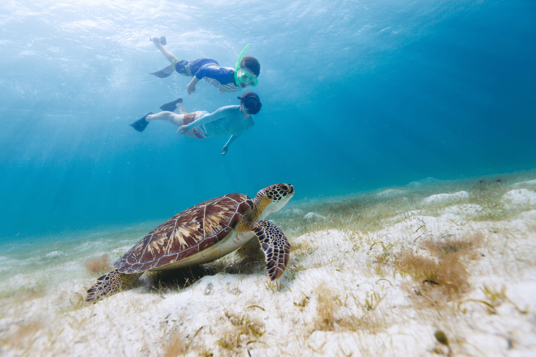Private North Shore Turtle Swim Tour in Honolulu