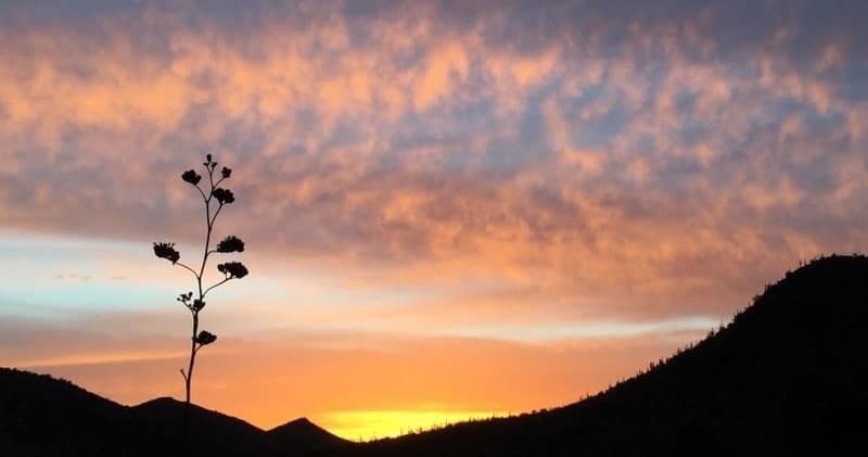 Sunset landscape over desert hills with silhouetted plant