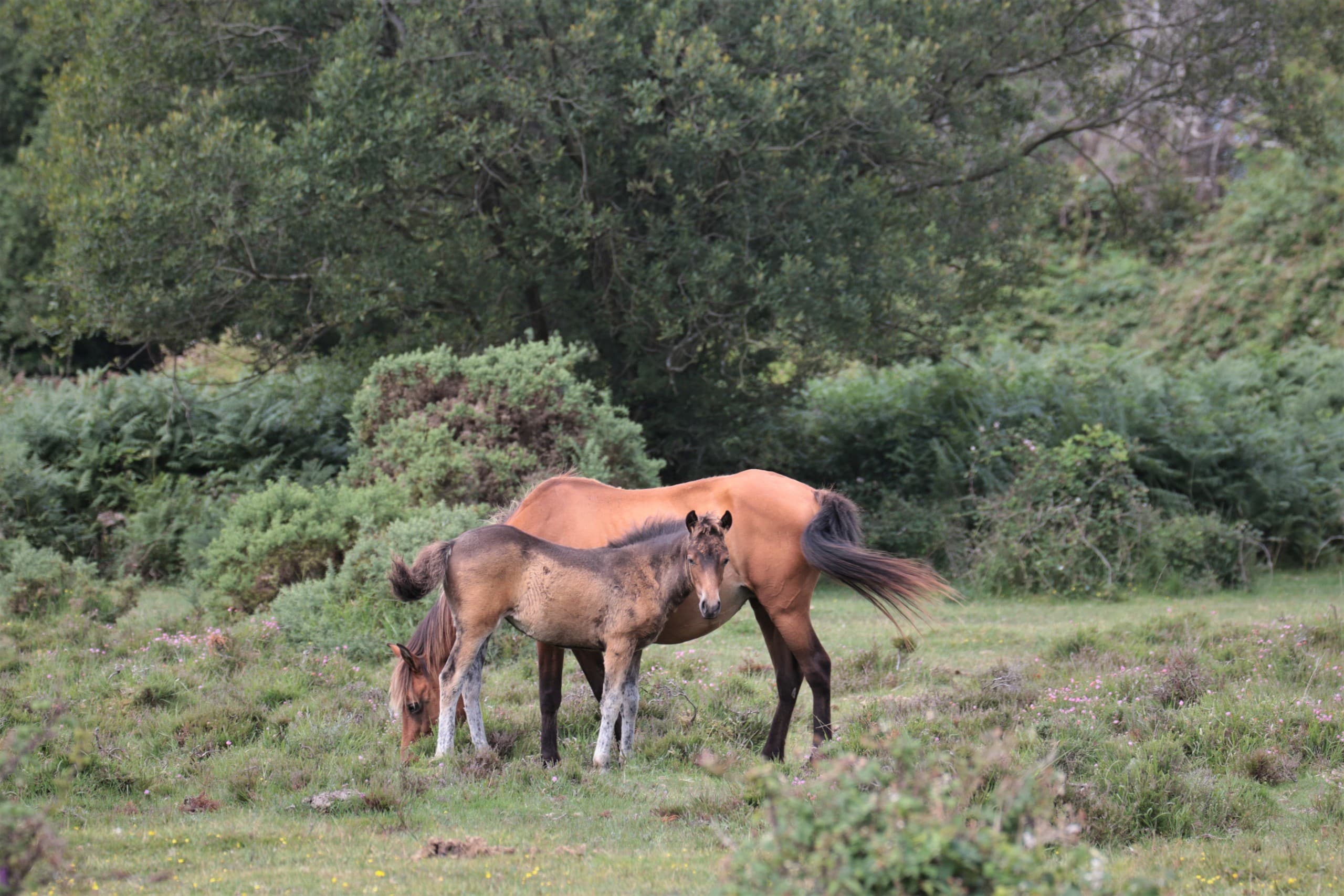 Young Commoners Walk and Talk: Experience New Forest Commoning in Brockenhurst photo 3