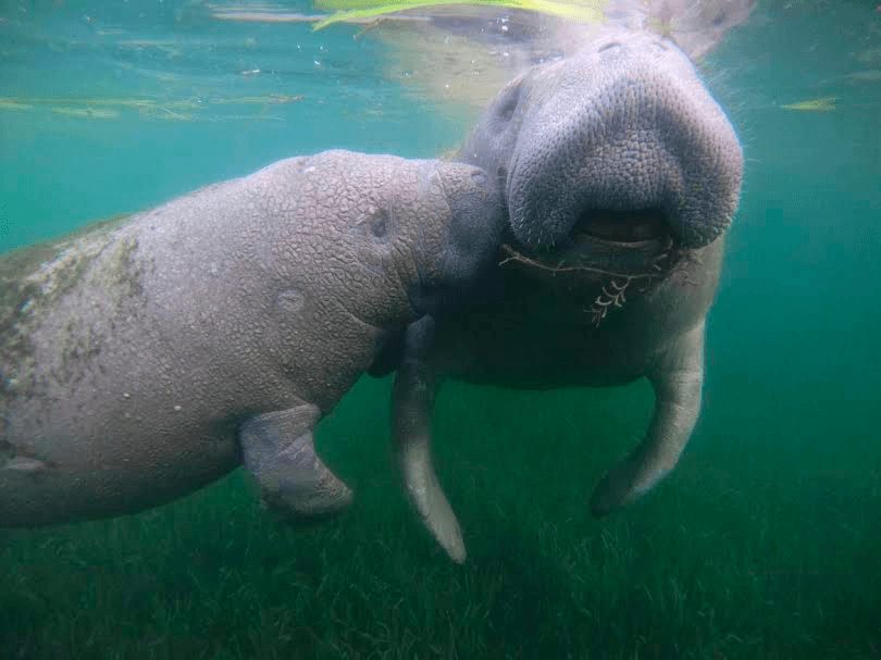 Explore Crystal River’s Wild Side on an Immersive Eco Tour