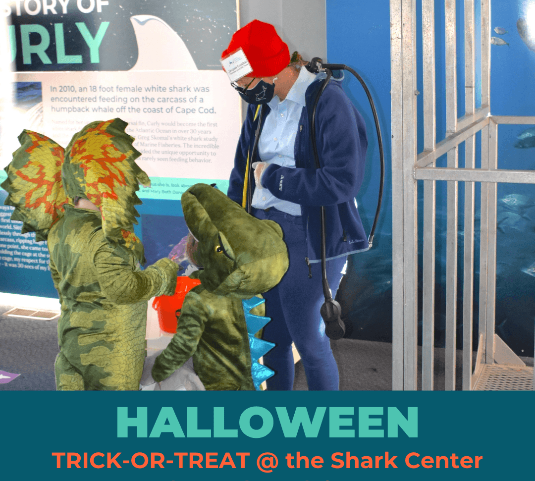 Experience a Spooky Shark-Themed Trick-or-Treat Adventure in Chatham, Massachusetts
