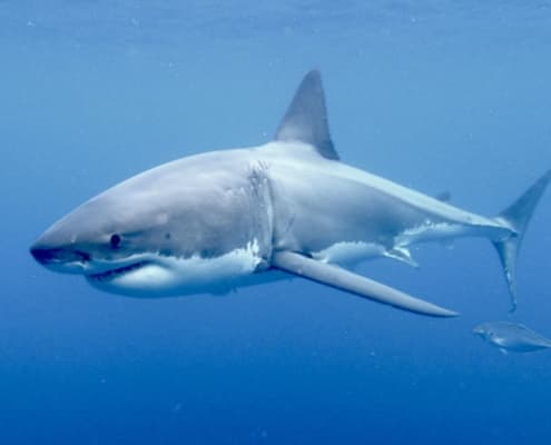 Shark Cage Diving Adventure in Cape Cod’s Shark Alley
