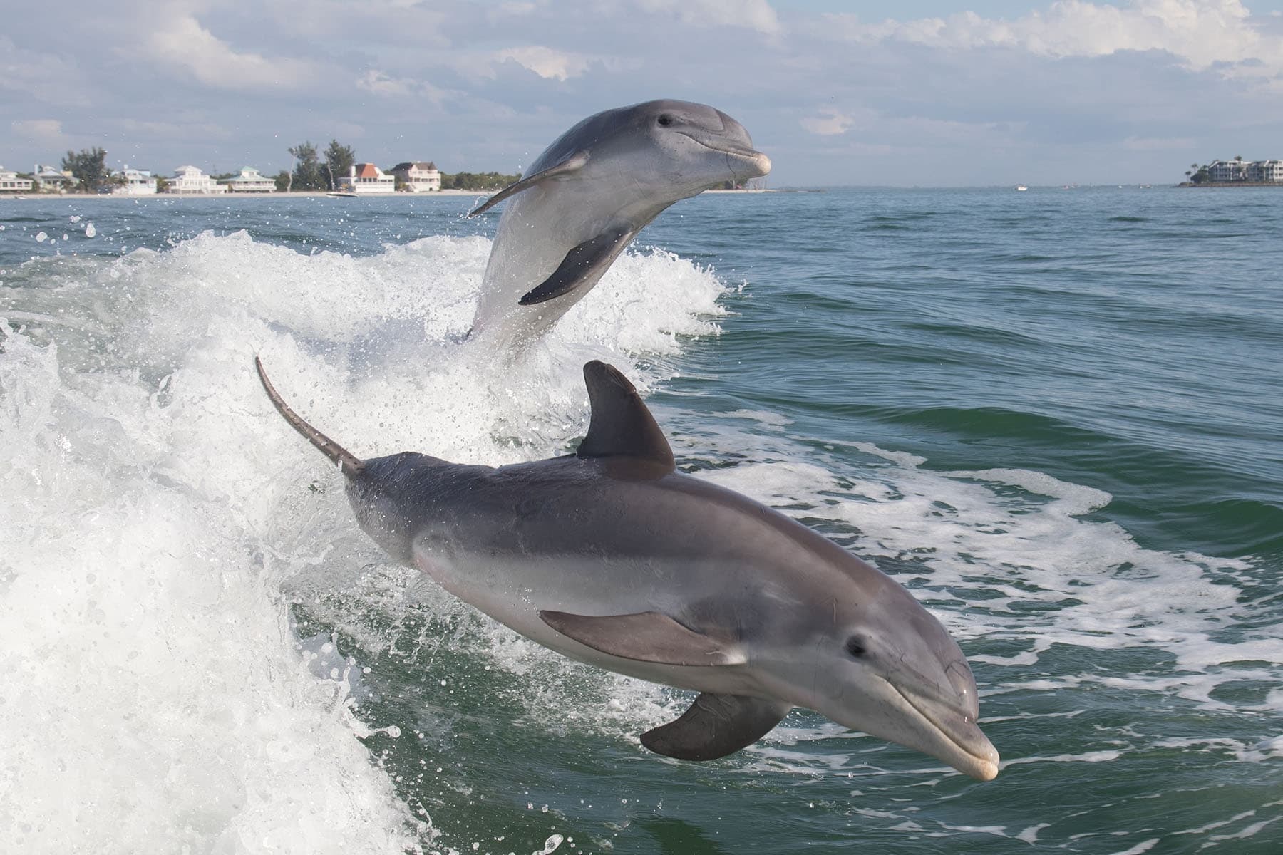 Dolphin Boat Tour in Fort Myers Beach, Florida