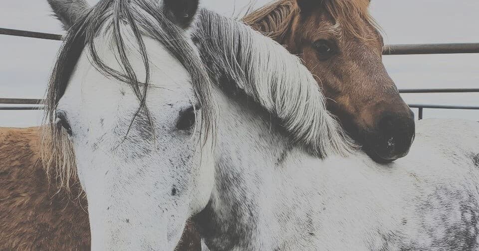 Healing Beyond Words at Sagehill Stables in Winnipeg