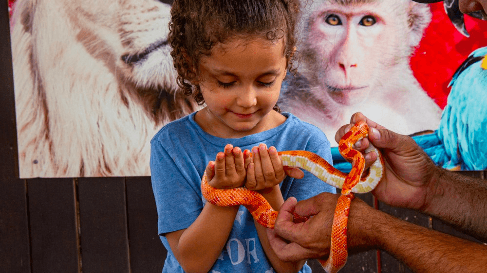 Corn Snake Private Encounter in New Braunfels, Texas