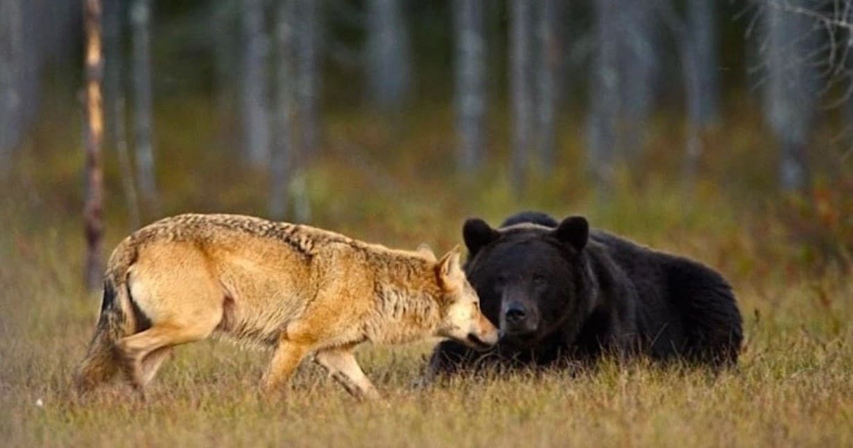 Wolf approaching resting black bear in Alaskan forest meadow