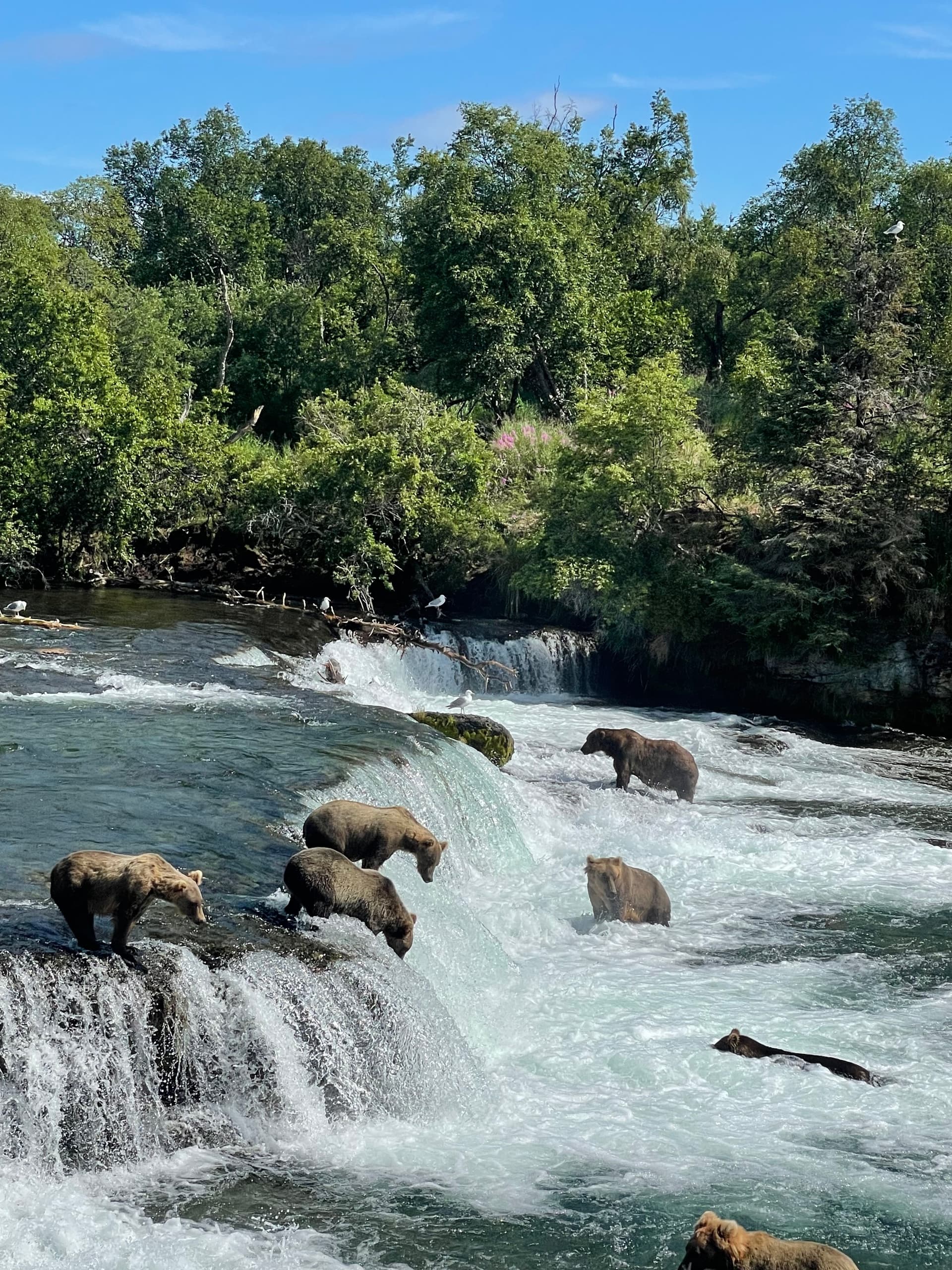 Bear Tracks & Tundra Flights: Palmer Flightseeing to Lake Clark Bear Country