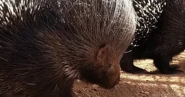 Capybara Farm Parties Near Tucson: Private Events at Ghost Ranch Exotics photo 2