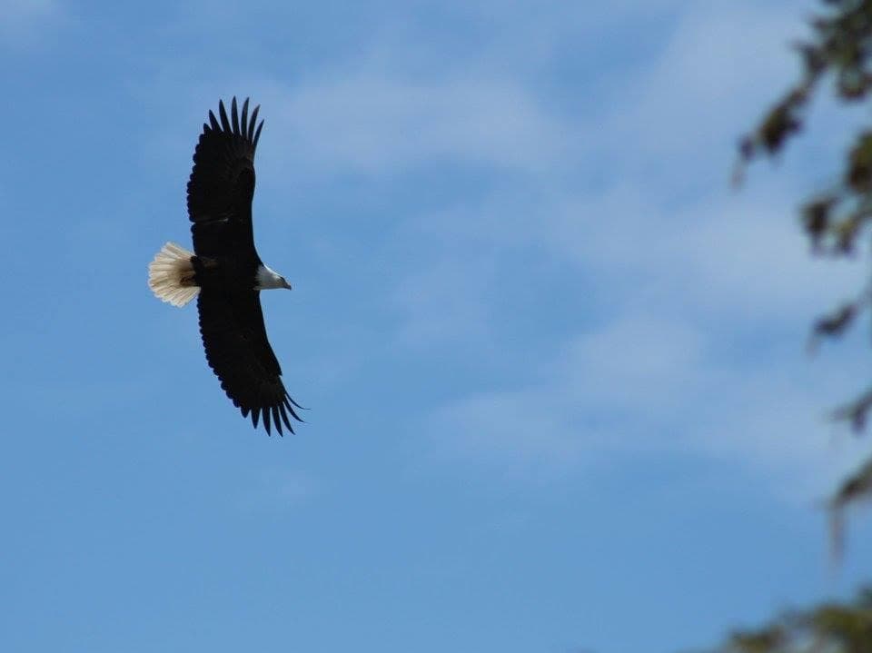 Bald eagle soaring above blue Alaskan sky over forested coast