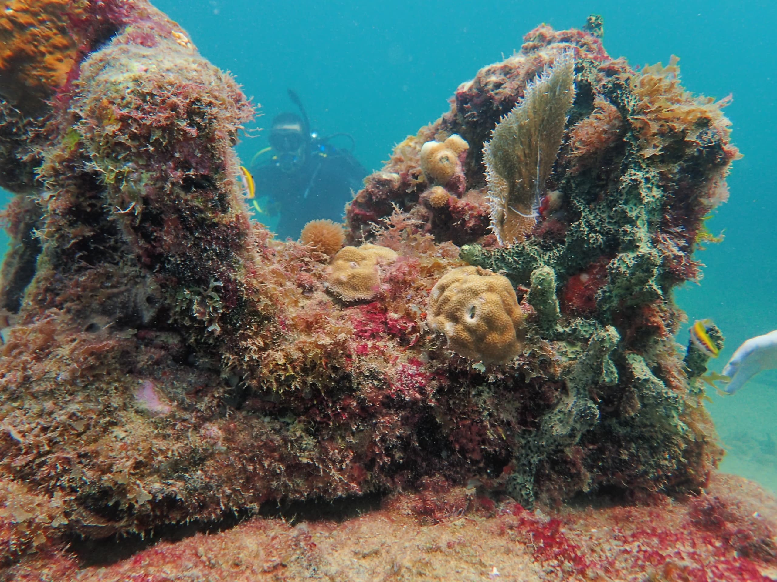 Colorful coral reef with tropical fish snorkeling site in Florida
