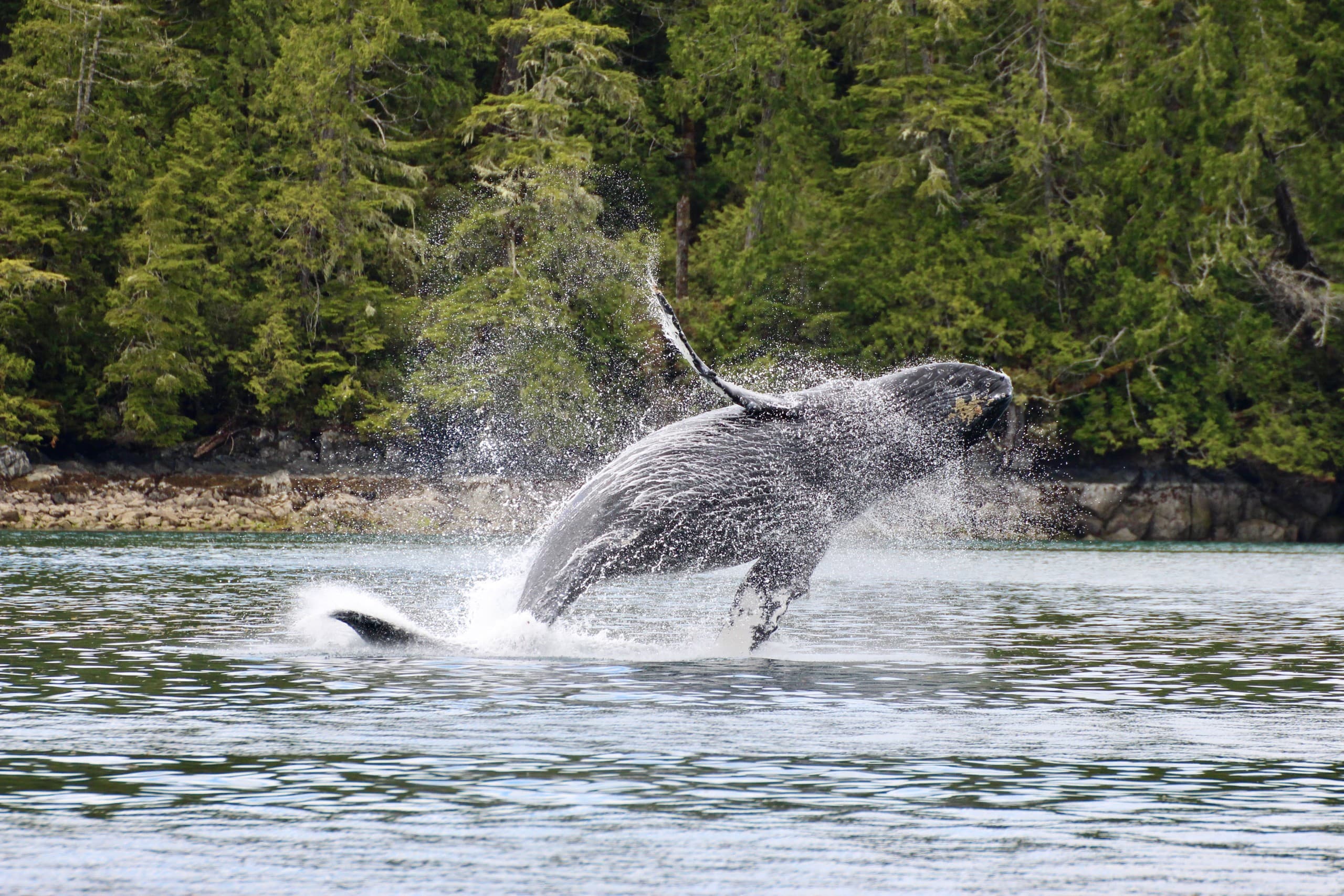 Ucluelet Whale Watching: Cameron Ocean Adventures Semi-Covered Wildlife Tour