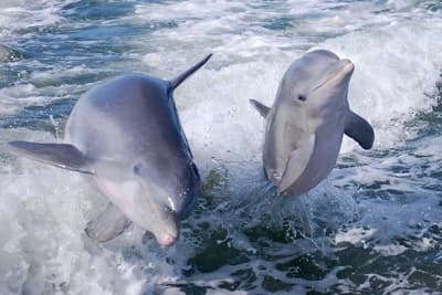 Dolphin Tour with Eco Endeavors in Goodland, Florida