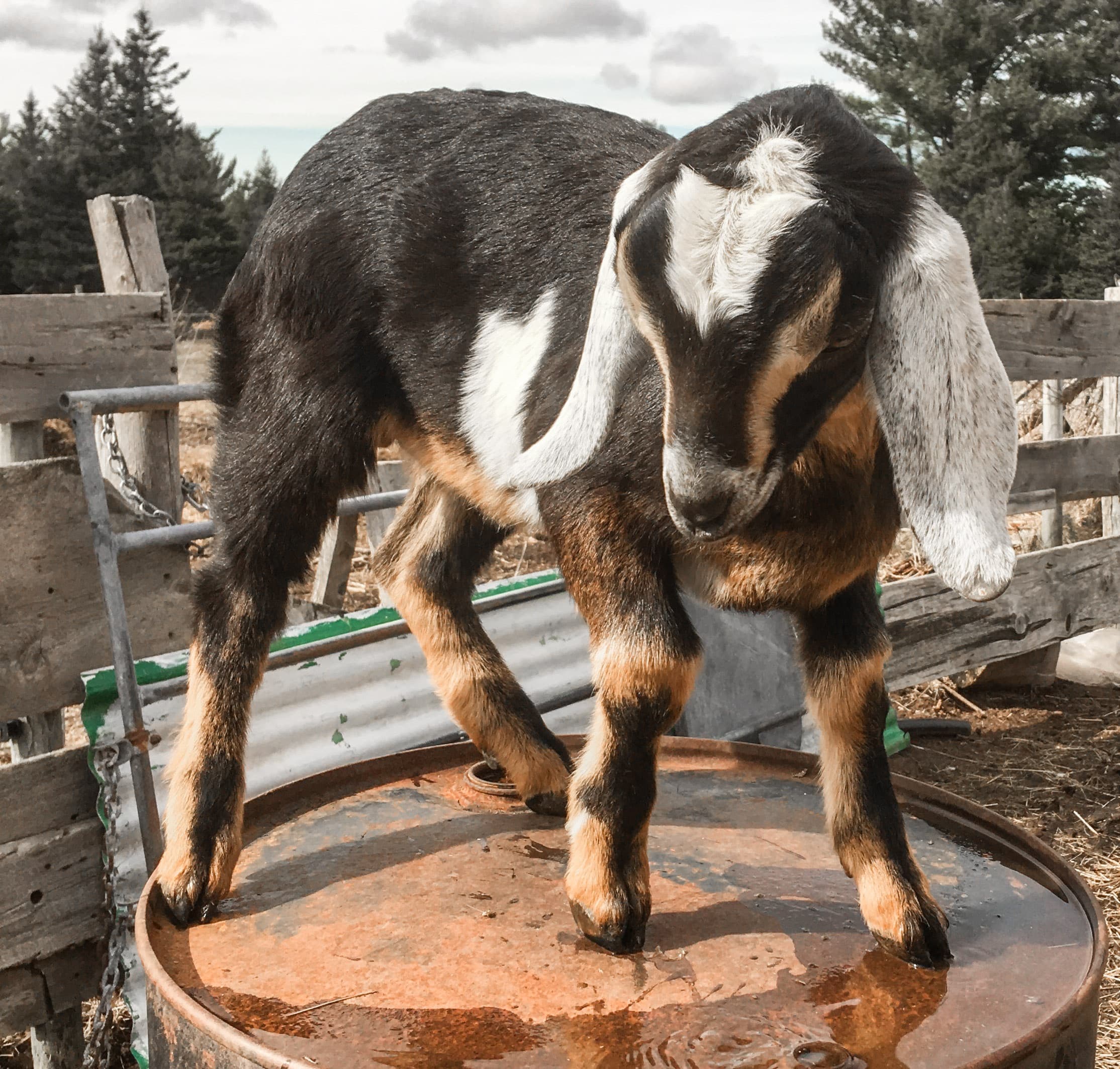 Kid goat standing on barrel in rustic farmyard petting experience