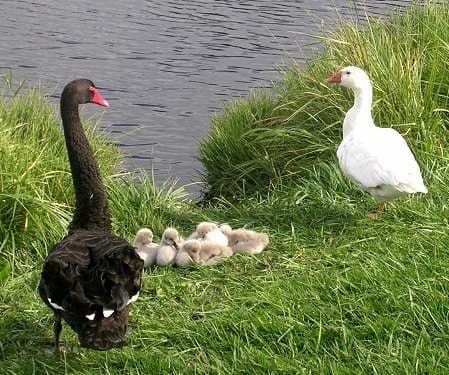 Kapiti Bird & Heritage Day Tour: Estuary Birding, Blue Train High Tea & WWII Camp photo 4