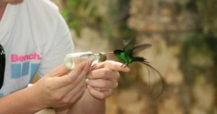 River Rapids Adventures & Bird Sanctuary with Your Jamaican Tour Guide