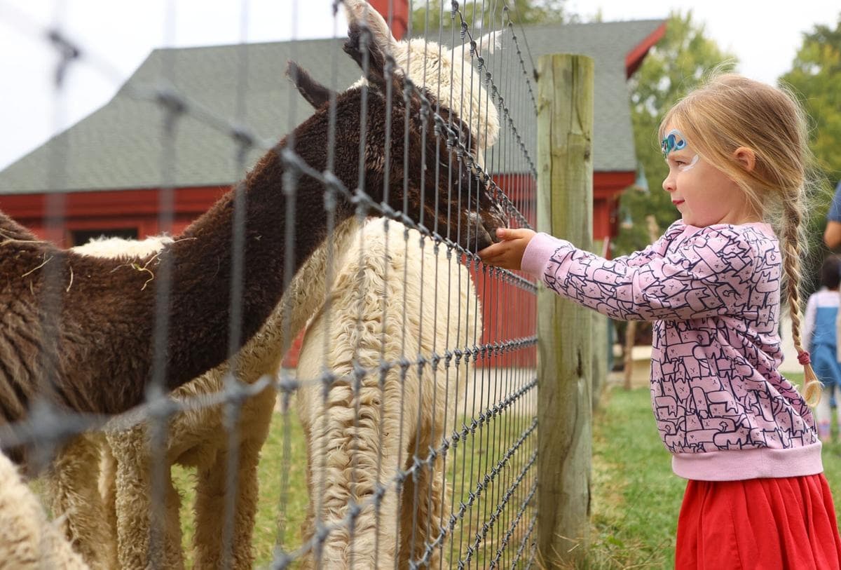 Hand-Feed Alpacas at 4175 North 1200 West — Flora Farm Visit & Alpaca Shop photo 4