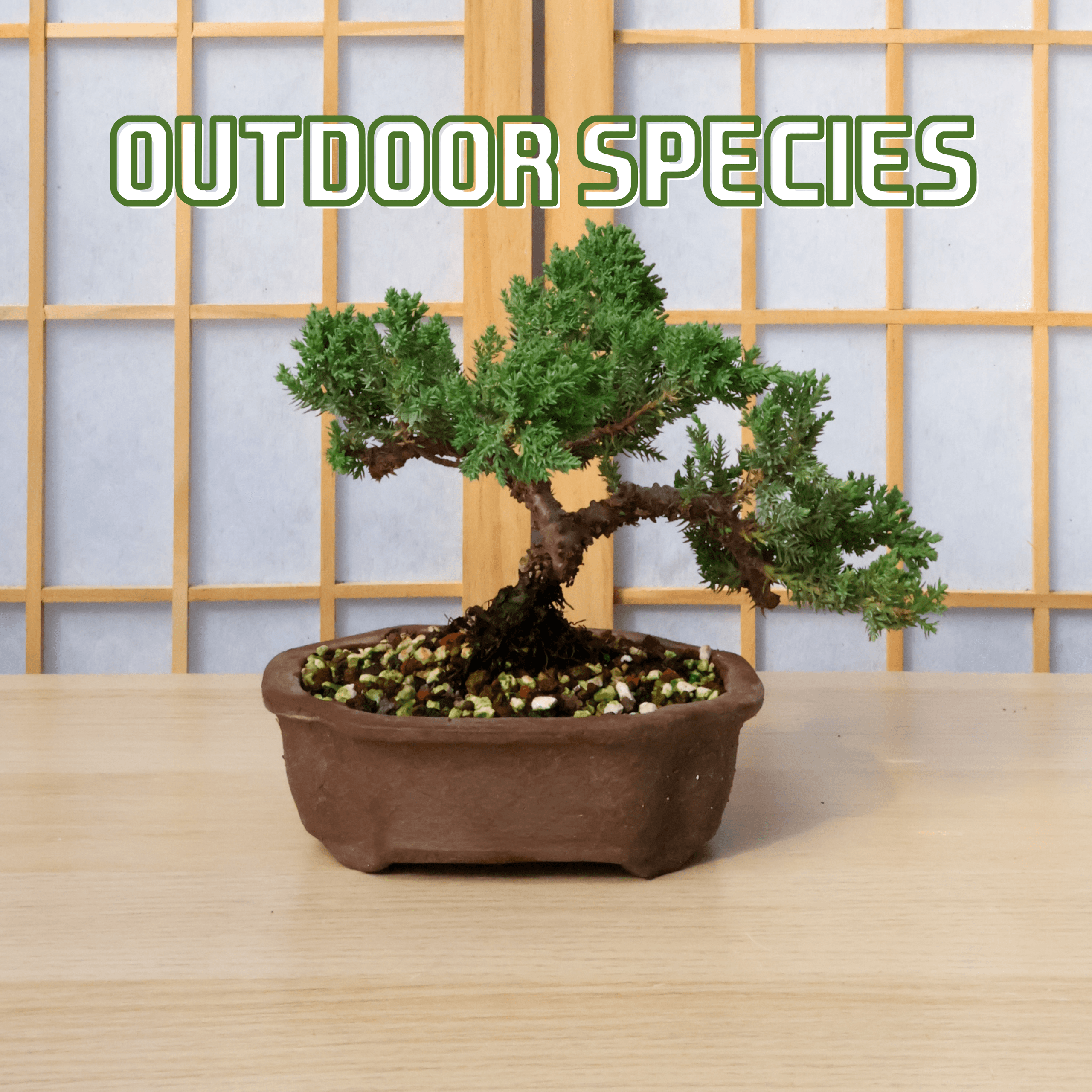 Craft a Juniper Bonsai at Bonsai Bar in Houston’s Bad Astronaut Brewing