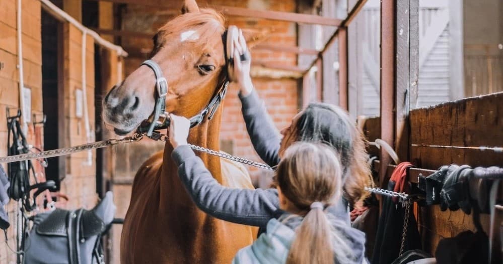 Groundwork & In-Hand Lessons at Atlas Riding School