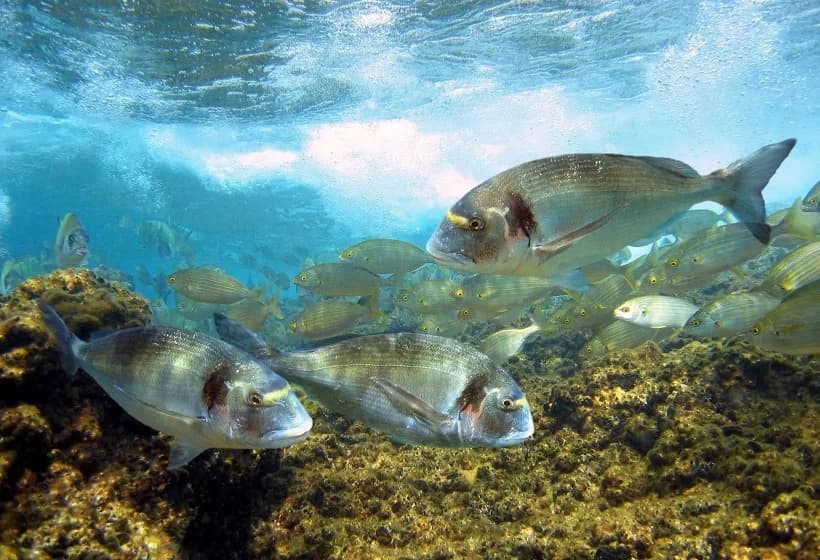 Reeling in Gold: The Ultimate Dourada Fishing Experience in Sesimbra