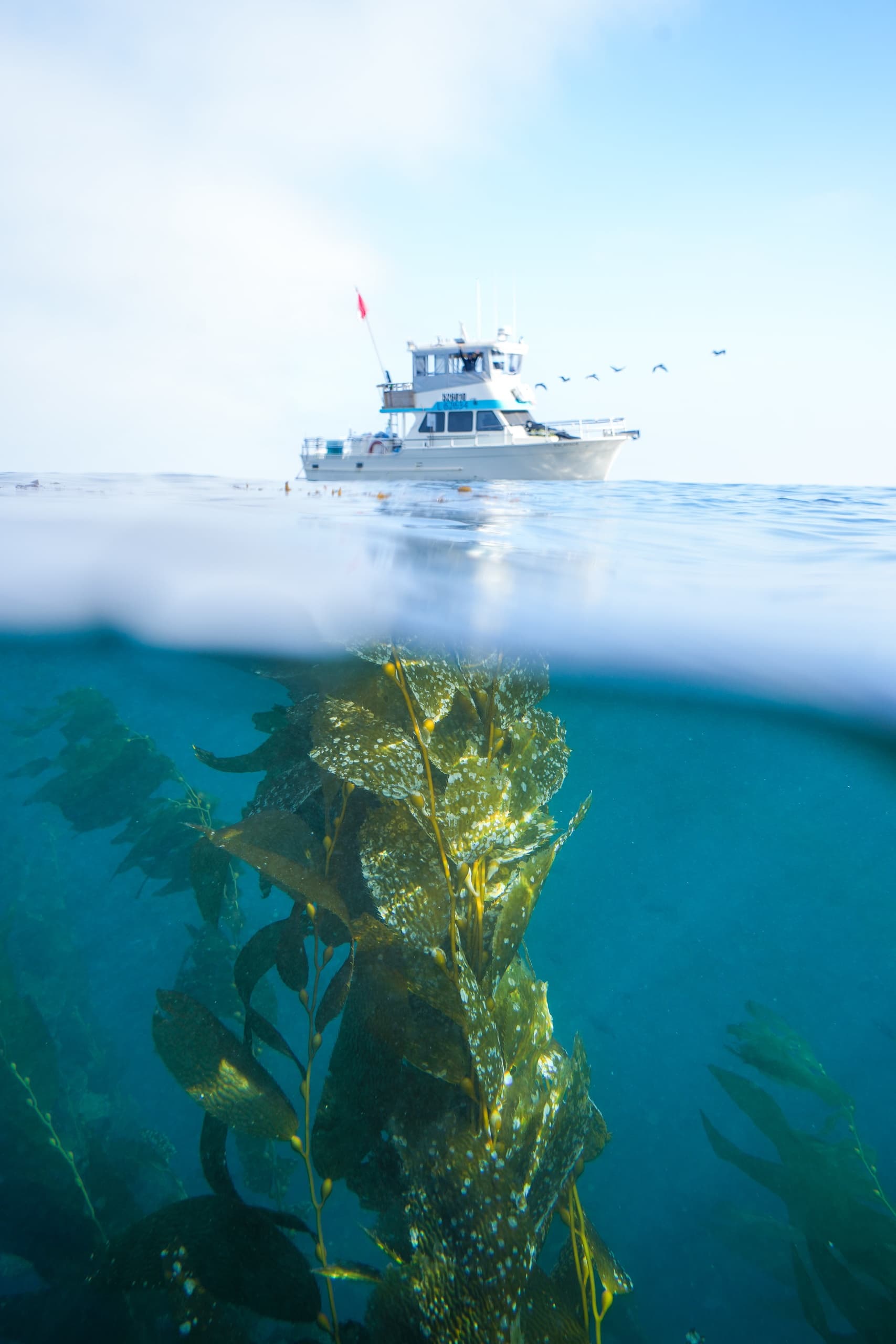 Ultimate 2.5 Day Spearfishing Charter off Southern California Coast