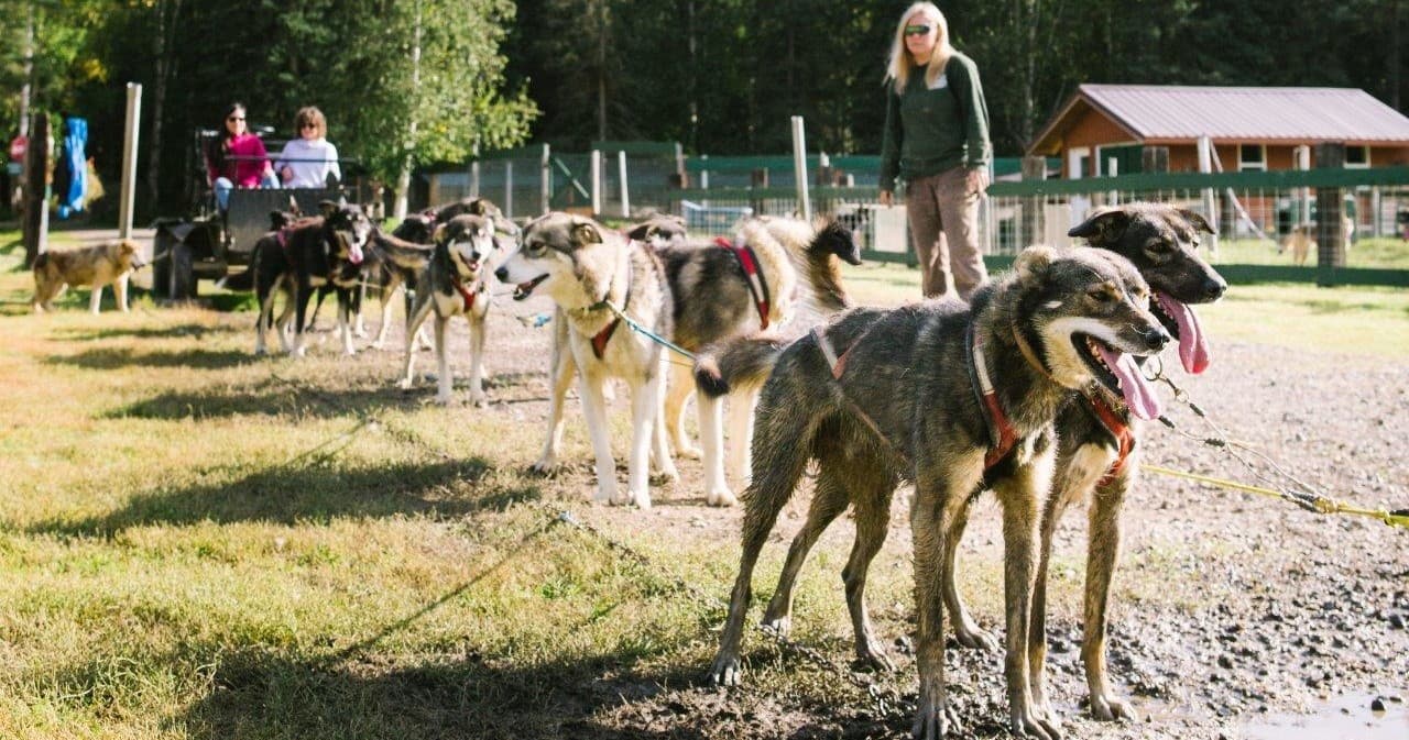 Dog Cart Ride at Chena Hot Springs Resort, Fairbanks Alaska