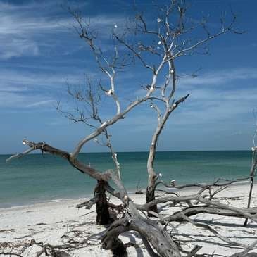 Water Activities: E.G. Simmons Park Mangrove Kayak Adventure