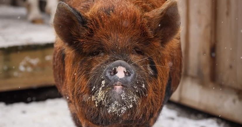 Snouts & Snuggles Farm Visit: Meet Goats, Pig Evie & Shop Local in Pembroke