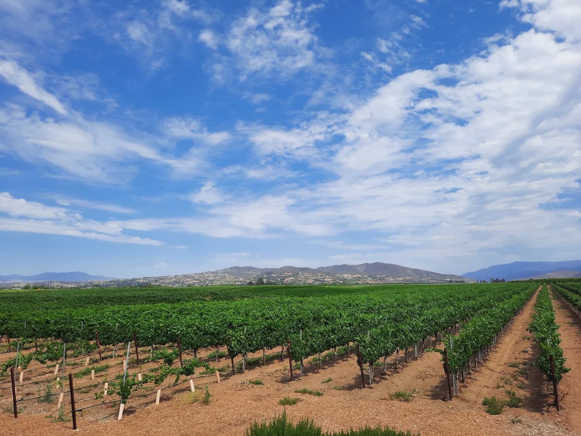 Land Adventures with Destination Drivers in Temecula & San Diego