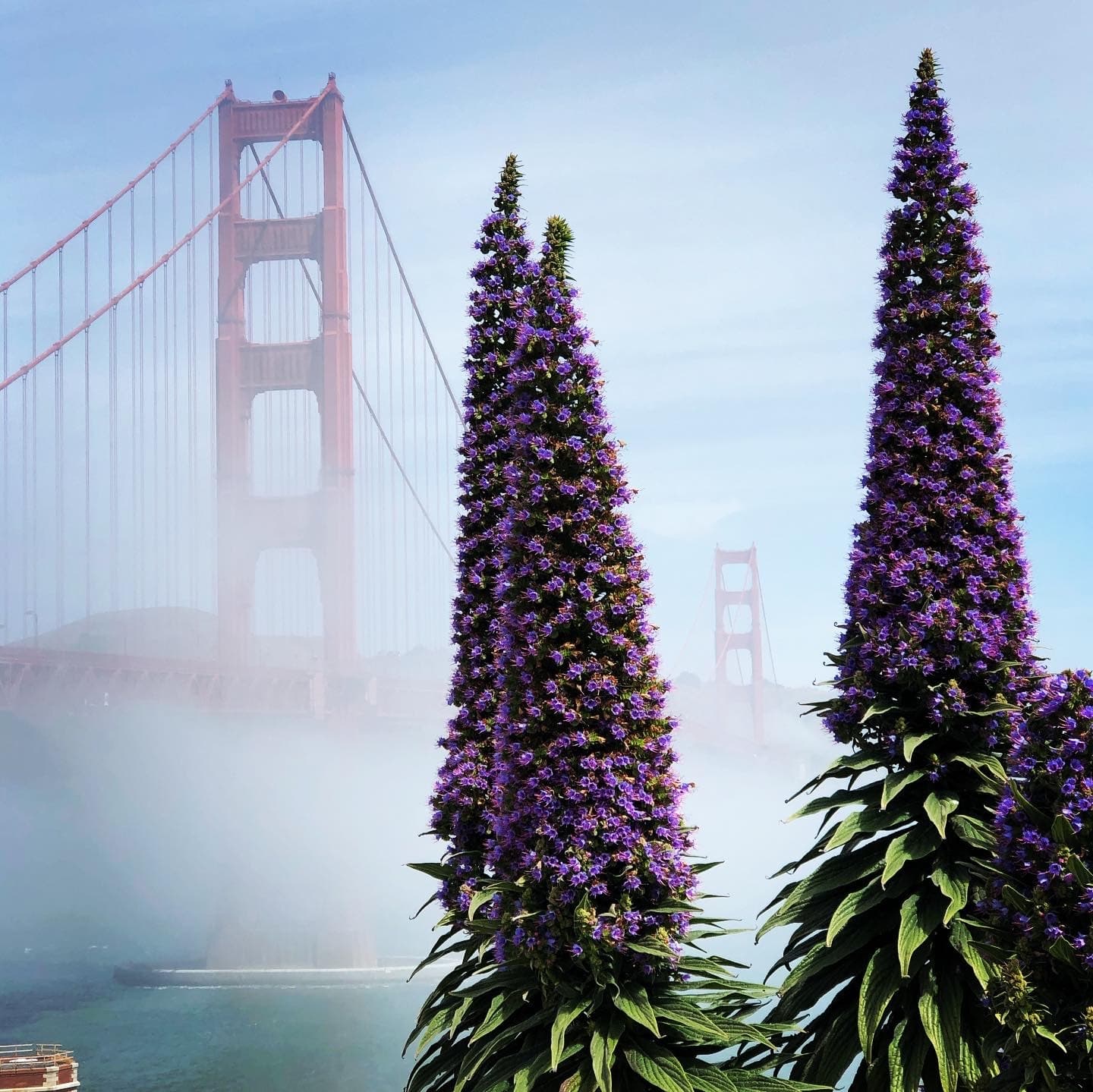 Early Morning Golden Gate Bridge Tour in San Francisco
