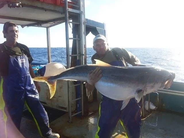 Ranfurly Banks big-game fishing: chase yellowtail kingfish & bluefin off East Cape