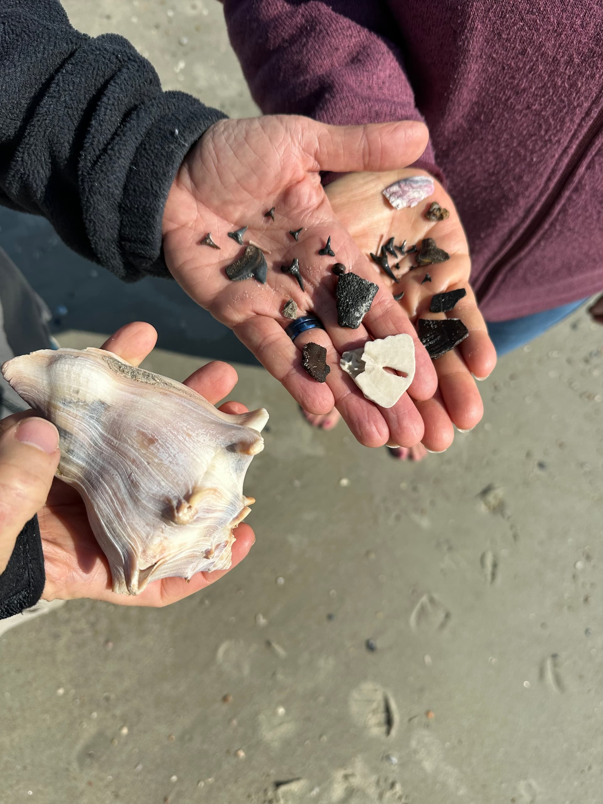 Tybee Shelling Tour: Find Shark Teeth, Shells & Coastal Treasures on Tybee Island photo 4