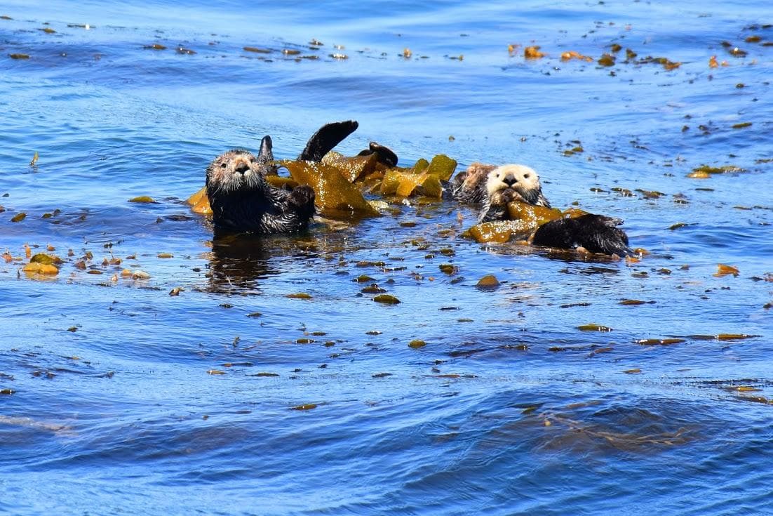 Great White Shark & Wildlife Sail in Santa Cruz, CA