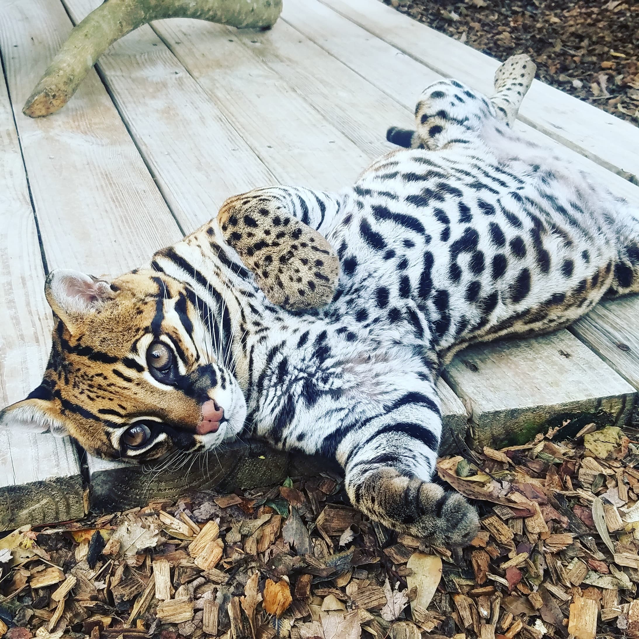 Wildlife & Conservation: Small Cat Experience at Panther Ridge Conservation Center