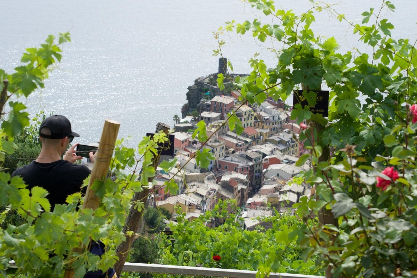 Vineyard terraces overlooking coastal town and sea at dusk