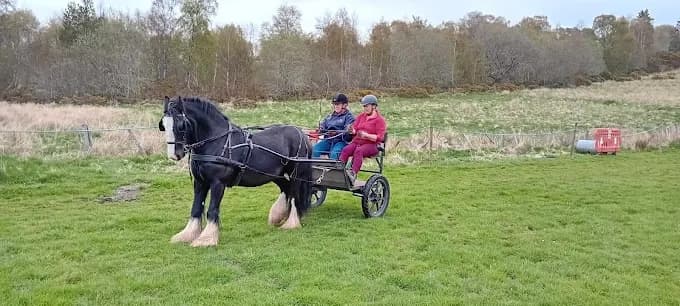 Master the Art of Carriage Driving in Scotland’s Scenic Dulnain Bridge