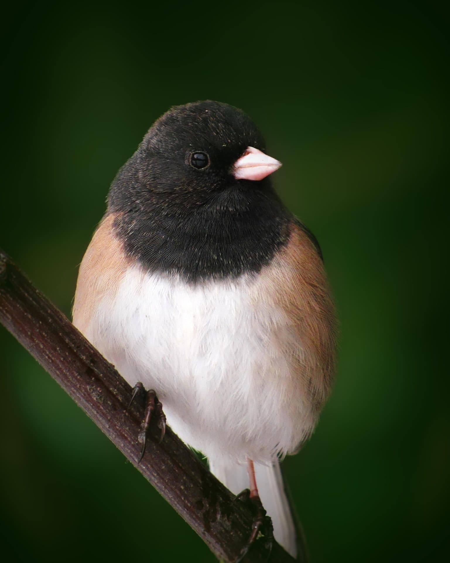 Backyard Birdwatching & DIY Feeder Workshop in Ogden, Utah