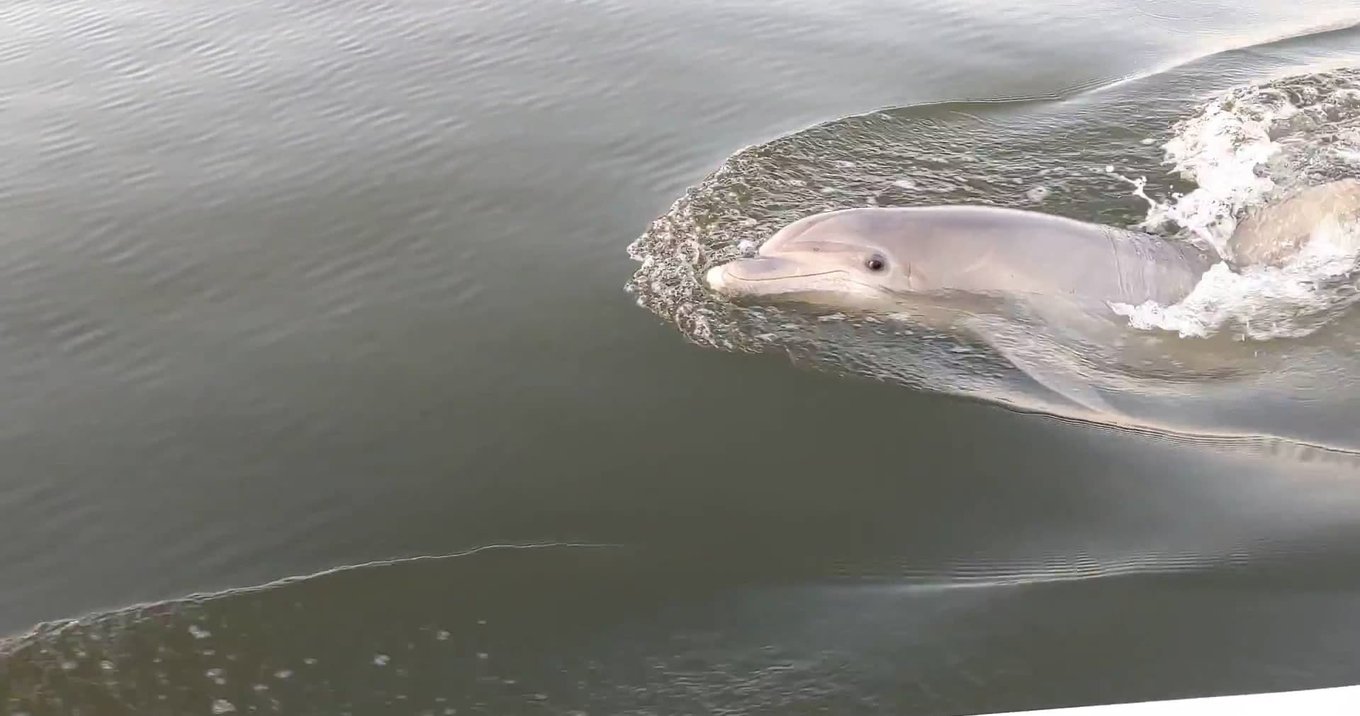 Dolphin surfacing near boat in coastal waters on wildlife tour