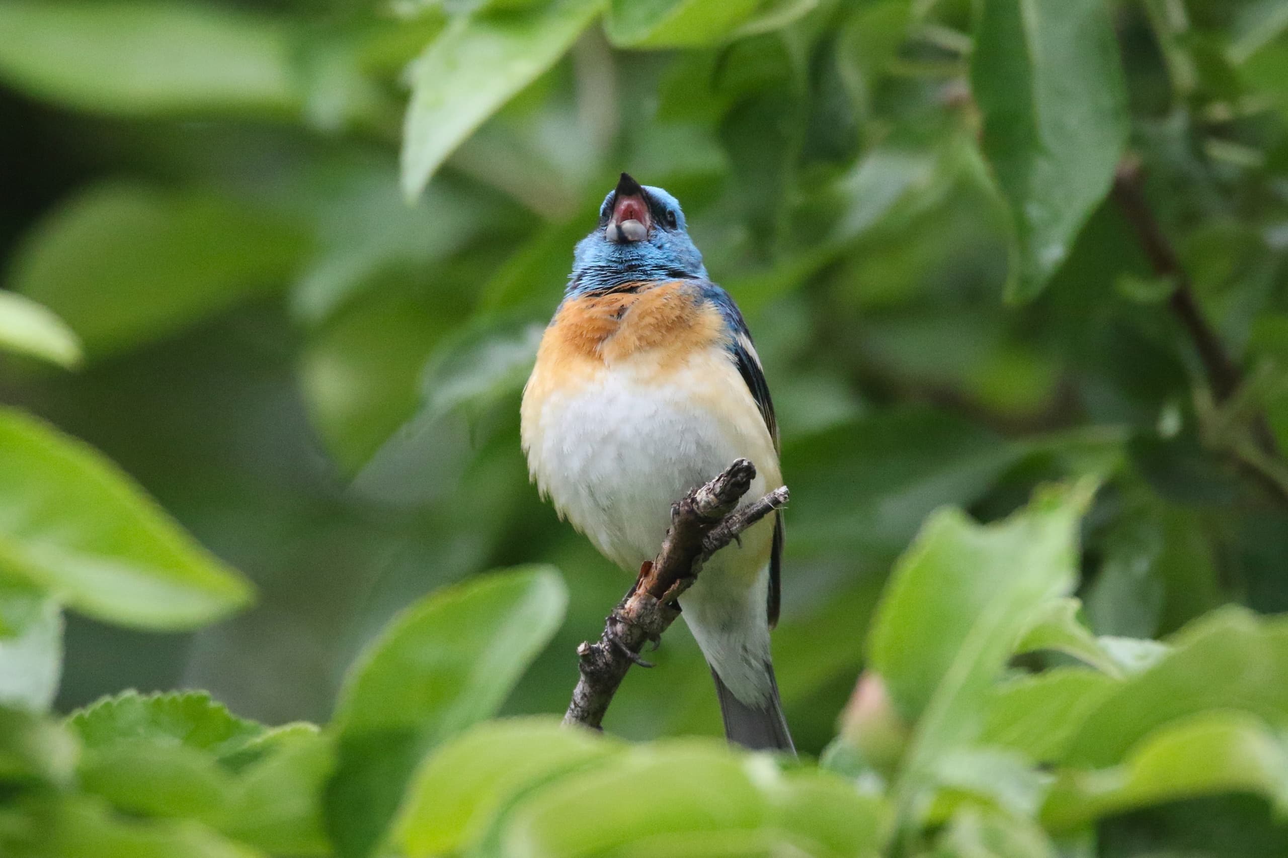 Denver Beginner Birding Class: 3-Hour Field Workshop to Master Binoculars and Local Birds photo 4