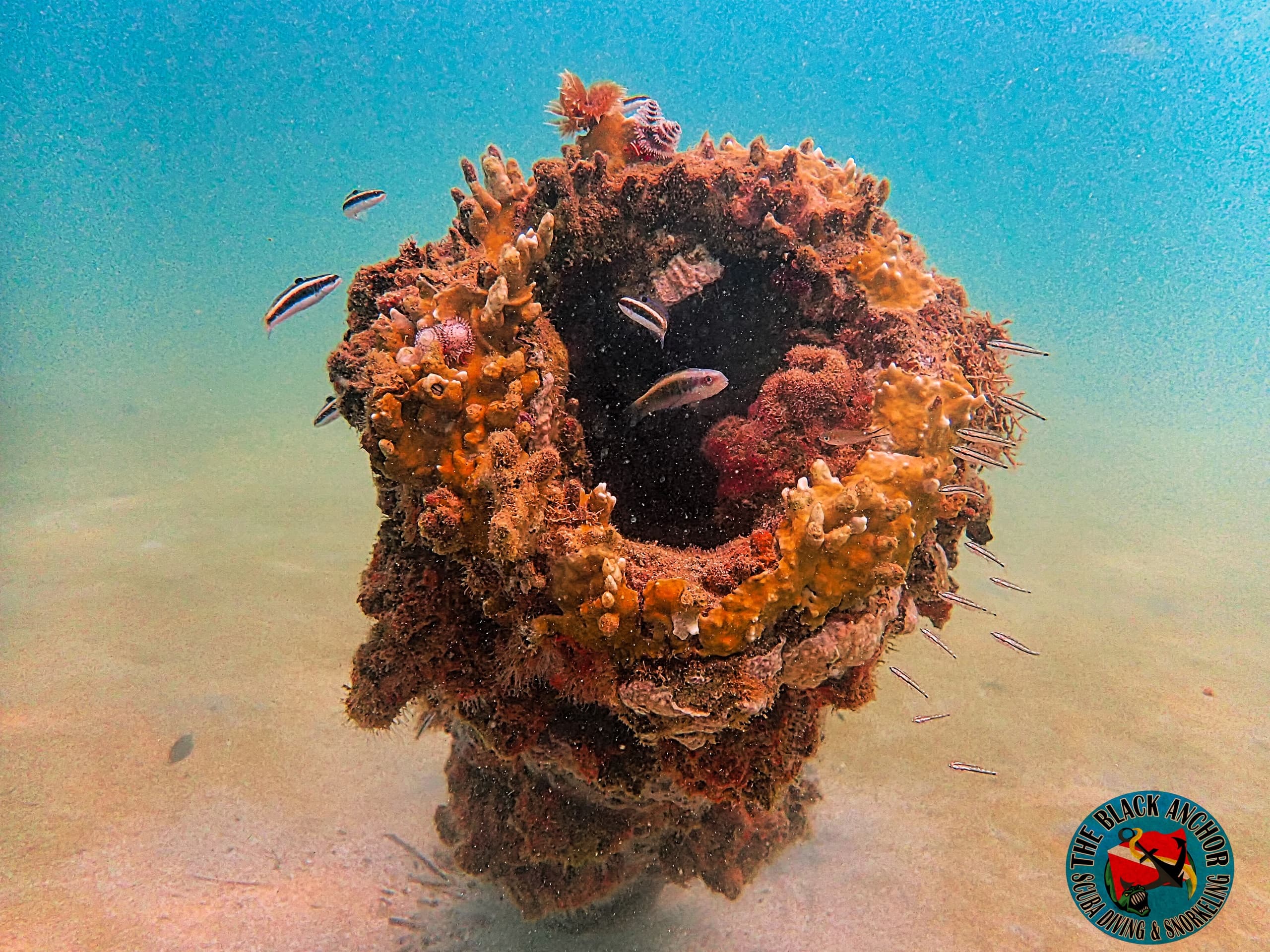 Water Activities & The Black Anchor Scuba Diving in Puerto Rico