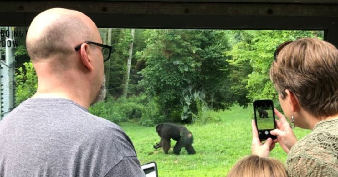 Supporter Tours at projectchimps: Watch Chimpanzees Live in the Hills Near Morganton, GA