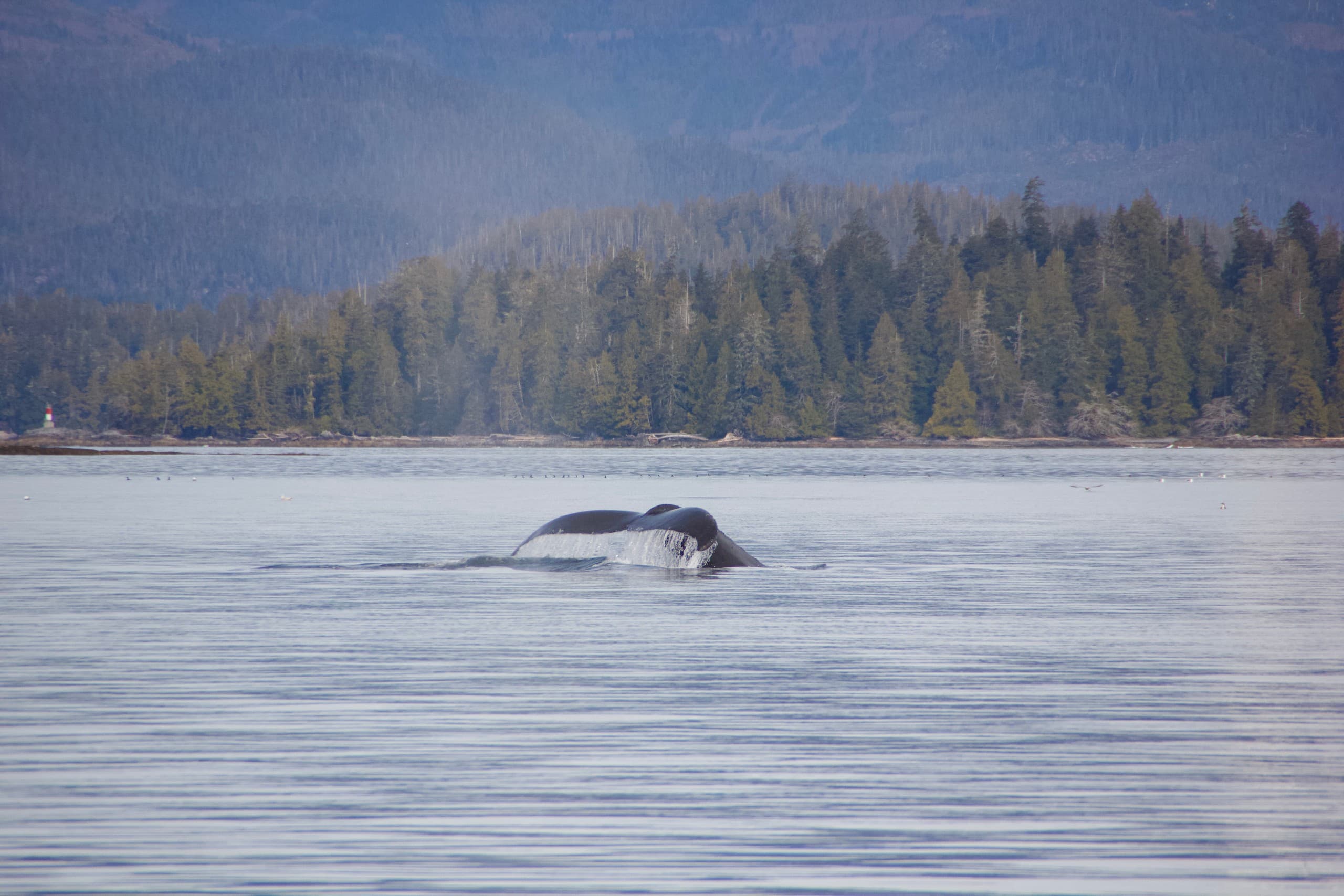 Ucluelet Whale Watching: Cameron Ocean Adventures Semi-Covered Wildlife Tour photo 2