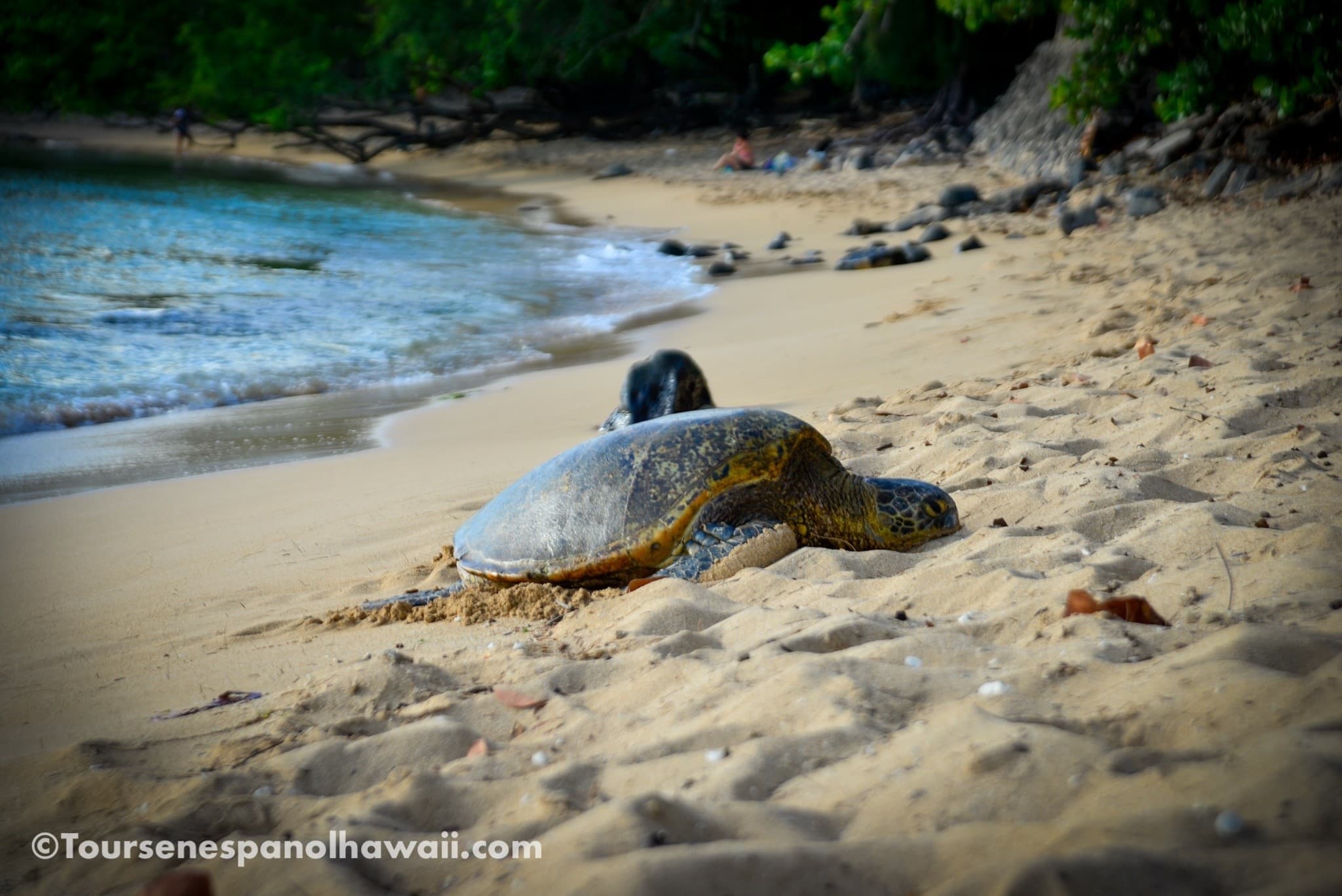 Tour Norte: Spanish North Shore Cultural and Wildlife Tour from Waikiki