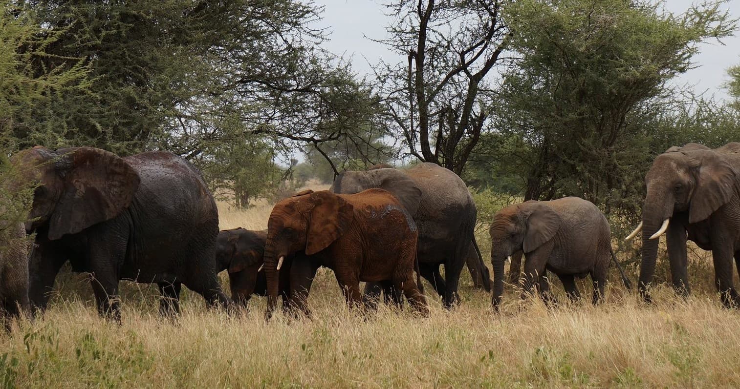 Big Buck Safari Adventure in Kilimanjaro Region, Tanzania