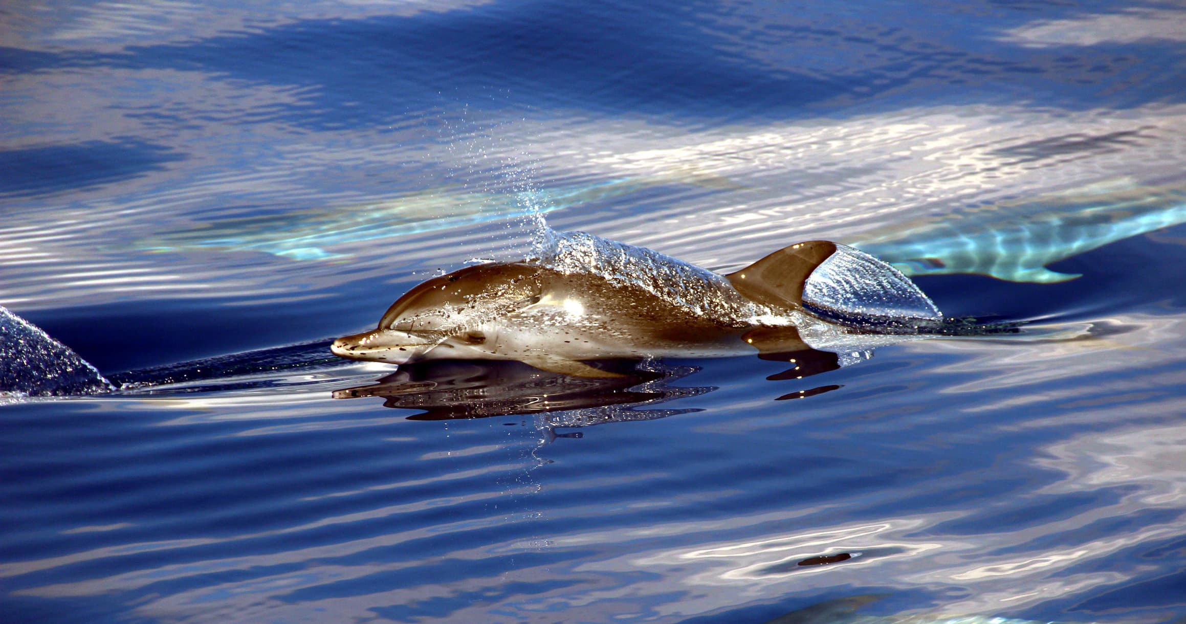 Whale & Dolphin Watching with VMT Madeira in Funchal