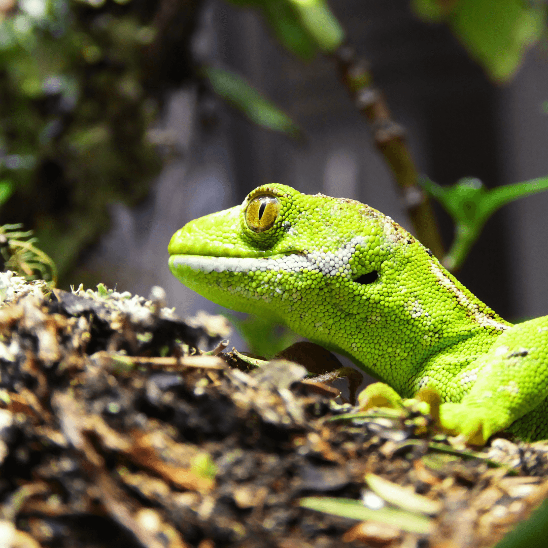 Green gecko perched on mossy rainforest log, wildlife viewing