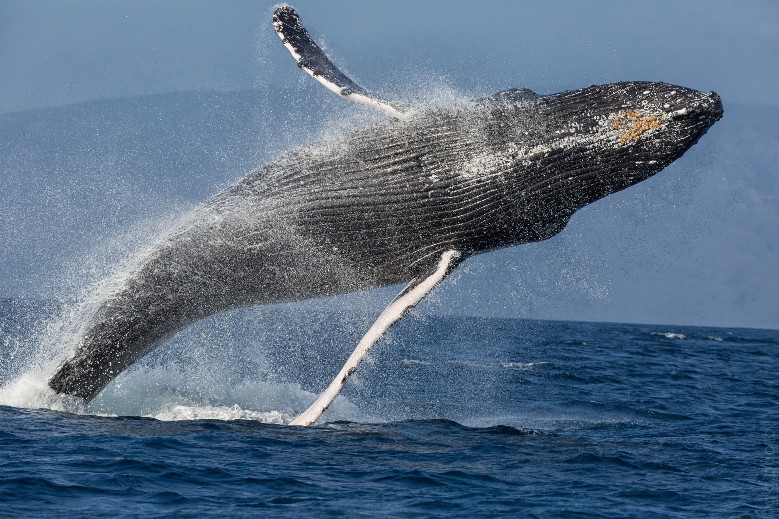 Morning Sail with the Whales in Wailuku, Maui